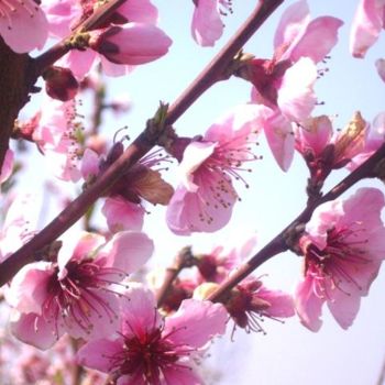 Photographie intitulée "Fiori di pesco - 2 -" par Maria Riccio, Œuvre d'art originale