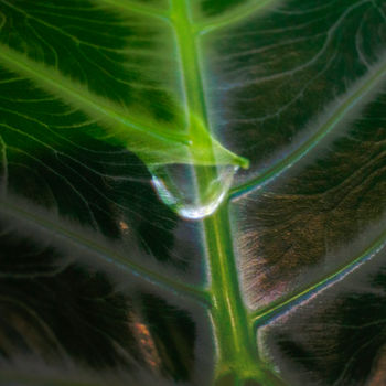 Photographie intitulée "Contemplation" par Marisa Melo, Œuvre d'art originale