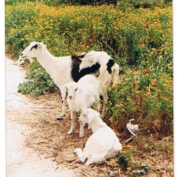 Photographie intitulée "Goats" par Prema (Risto), Œuvre d'art originale