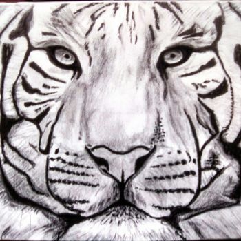 Drawing titled "Le tigre" by Momar, Original Artwork, Graphite
