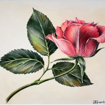 Schilderij getiteld "Rose" door Mariya Gromova, Origineel Kunstwerk, Potlood