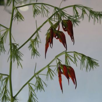 Fotografia zatytułowany „Serie LOS FRUTOS DE…” autorstwa Martha Zylbersztejn, Oryginalna praca