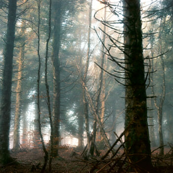 Photographie intitulée "ABSTRACTION DES COL…" par Martin Ecker, Œuvre d'art originale, Photographie argentique