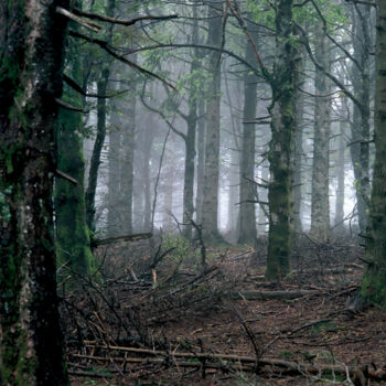 Fotografía titulada "TRANSZENDALE ÄSTHET…" por Martin Ecker, Obra de arte original, Fotografía analógica