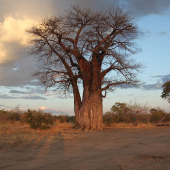 Fotografia intitolato "Baobab" da Martine France Moreau, Opera d'arte originale, Fotografia non manipolata Montato su Plexig…