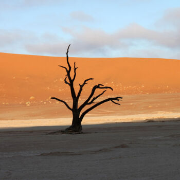 「Arbre Namibie」というタイトルの写真撮影 Martine France Moreauによって, オリジナルのアートワーク, 操作されていない写真 アルミニウムにマウント