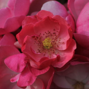 Fotografie mit dem Titel "Bild 9. (Rosa Rose)" von Marvin Büttner, Original-Kunstwerk, Digitale Fotografie
