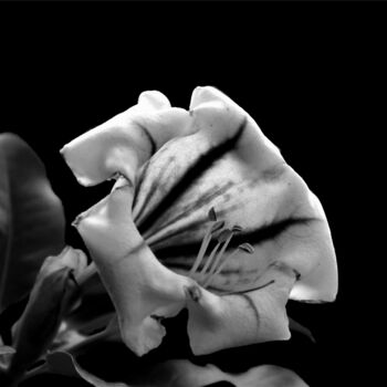 「In Bloom」というタイトルの写真撮影 Mary Joan Attardによって, オリジナルのアートワーク, デジタル