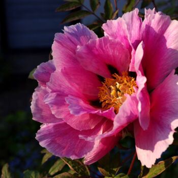 Photography titled "Pink Frilly Flower" by Mary Joan Attard, Original Artwork