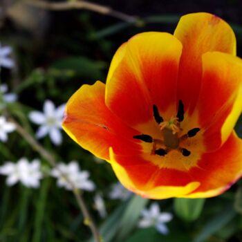 摄影 标题为“Orange Red Tulip” 由Mary Joan Attard, 原创艺术品
