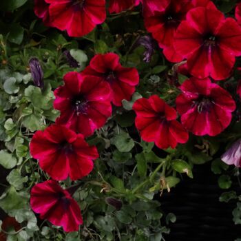 Фотография под названием "Trailing Bouquet" - Mary Joan Attard, Подлинное произведение искусства, Цифровая фотография