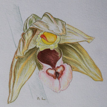제목이 "Epipactis (Orchidée)"인 그림 Maryvonne Lorgeré로, 원작, 연필