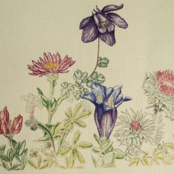 Tekening getiteld "Plantes d'Ariège" door Maryvonne Lorgeré, Origineel Kunstwerk, Potlood