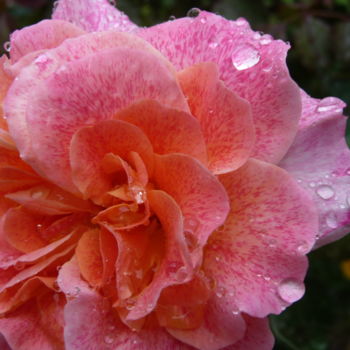 Photographie intitulée "Rosée Rose" par Mary-Eve Ignatowicz, Œuvre d'art originale, Photographie non manipulée