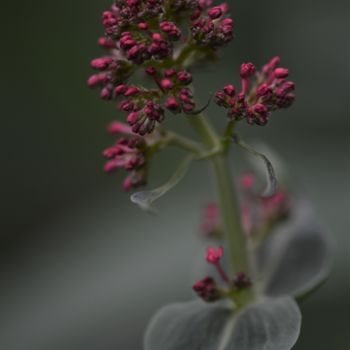 Photographie intitulée "De rose vêtue" par Mary-Eve Ignatowicz, Œuvre d'art originale, Photographie non manipulée