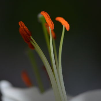 Photography titled "Pistil" by Mary-Eve Ignatowicz, Original Artwork, Non Manipulated Photography