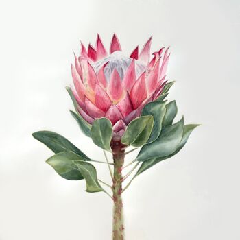 Painting titled "Protea" by Maryna Rudenko, Original Artwork, Watercolor