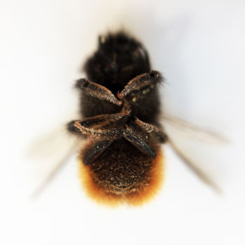 Fotografia intitulada "Bee#1" por Masaya Dew, Obras de arte originais