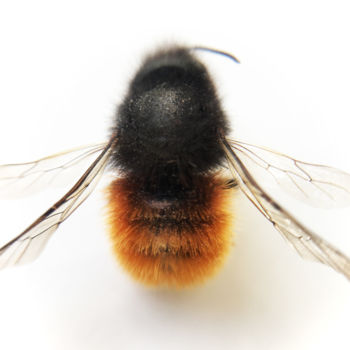 Fotografia intitulada "Bee#3" por Masaya Dew, Obras de arte originais