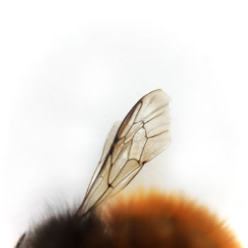 Fotografia intitulada "Bee#4" por Masaya Dew, Obras de arte originais