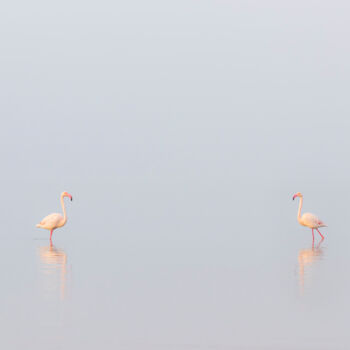 Fotografia intitulada "1, 2, 3... Flamants…" por Mathieu Pujol, Obras de arte originais, Fotografia digital Montado em Alumí…