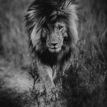 Photography titled "Lion - Le roi "scar…" by Mathieu Pujol, Original Artwork, Digital Photography Mounted on Other rigid pan…