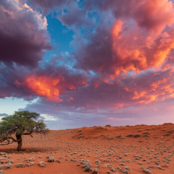 Fotografía titulada "Erioloba des sables" por Mathieu Pujol, Obra de arte original, Fotografía digital Montado en Otro panel…