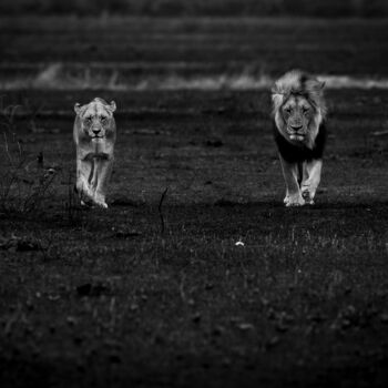 Fotografia intitolato "Couple de lion au r…" da Mathieu Pujol, Opera d'arte originale, Fotografia digitale Montato su Altro…