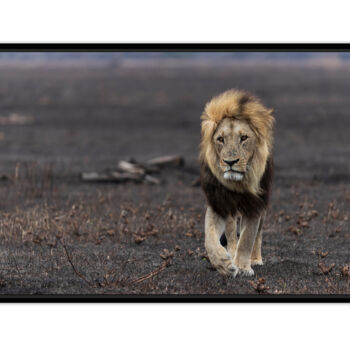 Fotografía titulada "Seul sur les cendre…" por Mathieu Pujol, Obra de arte original, Fotografía digital Montado en Aluminio