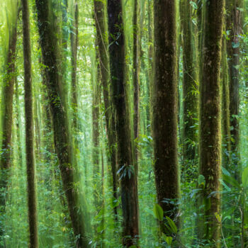 Fotografia intitolato "Esprits de la forêt" da Mathieu Pujol, Opera d'arte originale, Fotografia digitale Montato su Allumin…
