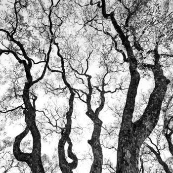 Photography titled "Graphisme d'arbre" by Mathieu Pujol, Original Artwork, Non Manipulated Photography Mounted on Other rigi…