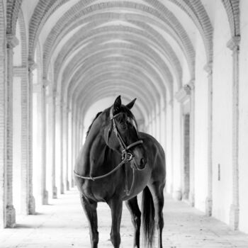 Photographie intitulée "Cheval cloitré" par Mathieu Pujol, Œuvre d'art originale, Photographie numérique