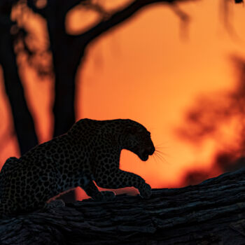 Photographie intitulée "L'heure du léopard" par Mathieu Pujol, Œuvre d'art originale, Photographie numérique Monté sur Alumi…