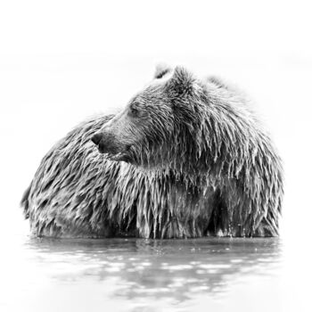 Фотография под названием "Grizzly en Sumi-e" - Mathieu Pujol, Подлинное произведение искусства, Цифровая фотография Установл…