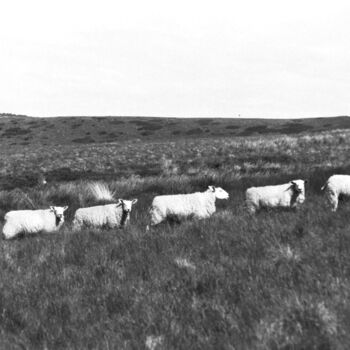 Photography titled "The 5 Sheep" by Matthew Freedman, Original Artwork, Analog photography