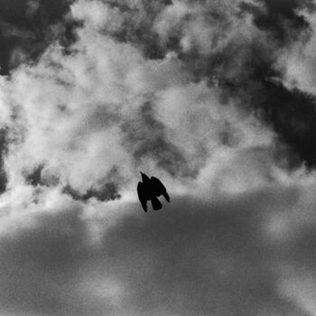 Photography titled "Bird in the Sky" by Matthew Freedman, Original Artwork, Analog photography