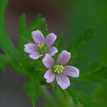 Photography titled "Carolina geranium" by Matthew Katt, Original Artwork