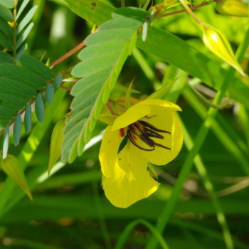 Photography titled "Partridge pea" by Matthew Katt, Original Artwork