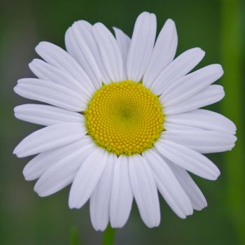 Fotografía titulada "daisy-first-bloom-c…" por Matthew Katt, Obra de arte original