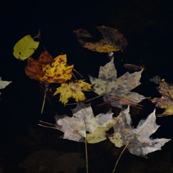 Fotografie mit dem Titel "Atumn leaves suspen…" von Matthew Katt, Original-Kunstwerk, Digitale Fotografie