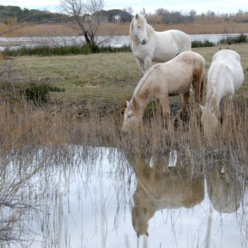 "chevaux camarguais" başlıklı Fotoğraf Martine Maury tarafından, Orijinal sanat, Fotoşopsuz fotoğraf