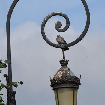 Photographie intitulée "le pigeon et le rév…" par Martine Maury, Œuvre d'art originale, Photographie non manipulée