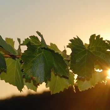 Fotografia zatytułowany „soleil et sarment” autorstwa Martine Maury, Oryginalna praca, Fotografia nie manipulowana