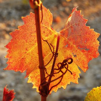 Photographie intitulée "feuille de vigne" par Martine Maury, Œuvre d'art originale, Photographie non manipulée