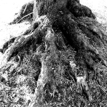 Photographie intitulée "racines" par Martine Maury, Œuvre d'art originale, Photographie non manipulée