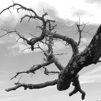 Photography titled "branche de chêne" by Martine Maury, Original Artwork, Non Manipulated Photography