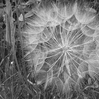 Fotografie getiteld "fleur de pissenlit" door Martine Maury, Origineel Kunstwerk, Niet gemanipuleerde fotografie