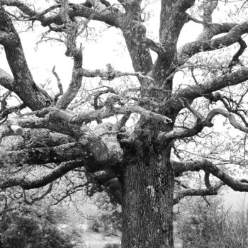 Photographie intitulée "l'arbre centenaire" par Martine Maury, Œuvre d'art originale, Photographie non manipulée