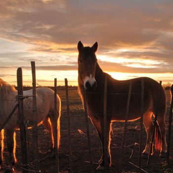 Photographie intitulée "chevaux camarguais…" par Martine Maury, Œuvre d'art originale, Photographie non manipulée