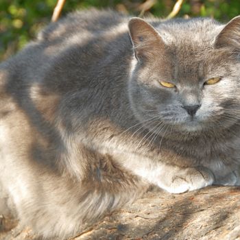 "le chat de ste anne" başlıklı Fotoğraf Martine Maury tarafından, Orijinal sanat, Fotoşopsuz fotoğraf